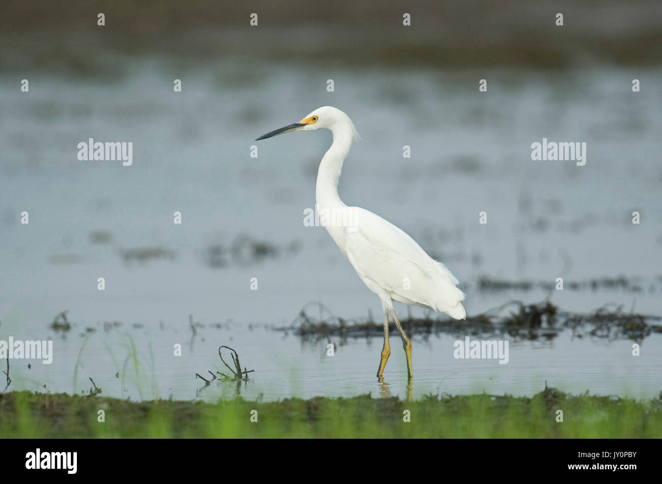Snowy garzetta, Egretta t.thuja, Panama, America Centrale, Gamboa Riserva, Parque Nacional Soberania, wading in acqua a bordo del lago Foto Stock