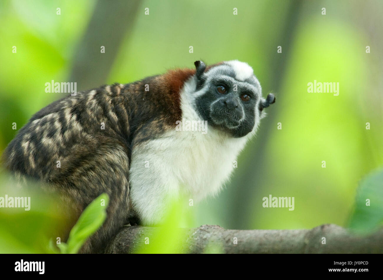 Geoffrey's Tamarin, Saguinus geoffroyi, Panama, America centrale e di Panama, America centrale, Parque Nacional Soberania, sul Canale di Panama in riva al fiume, anche Foto Stock