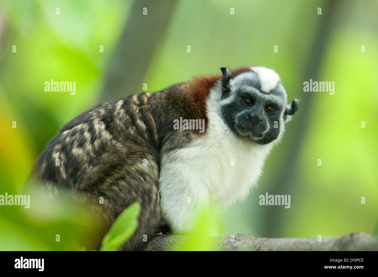 Geoffrey's Tamarin, Saguinus geoffroyi, Panama, America centrale e di Panama, America centrale, Parque Nacional Soberania, sul Canale di Panama in riva al fiume, anche Foto Stock