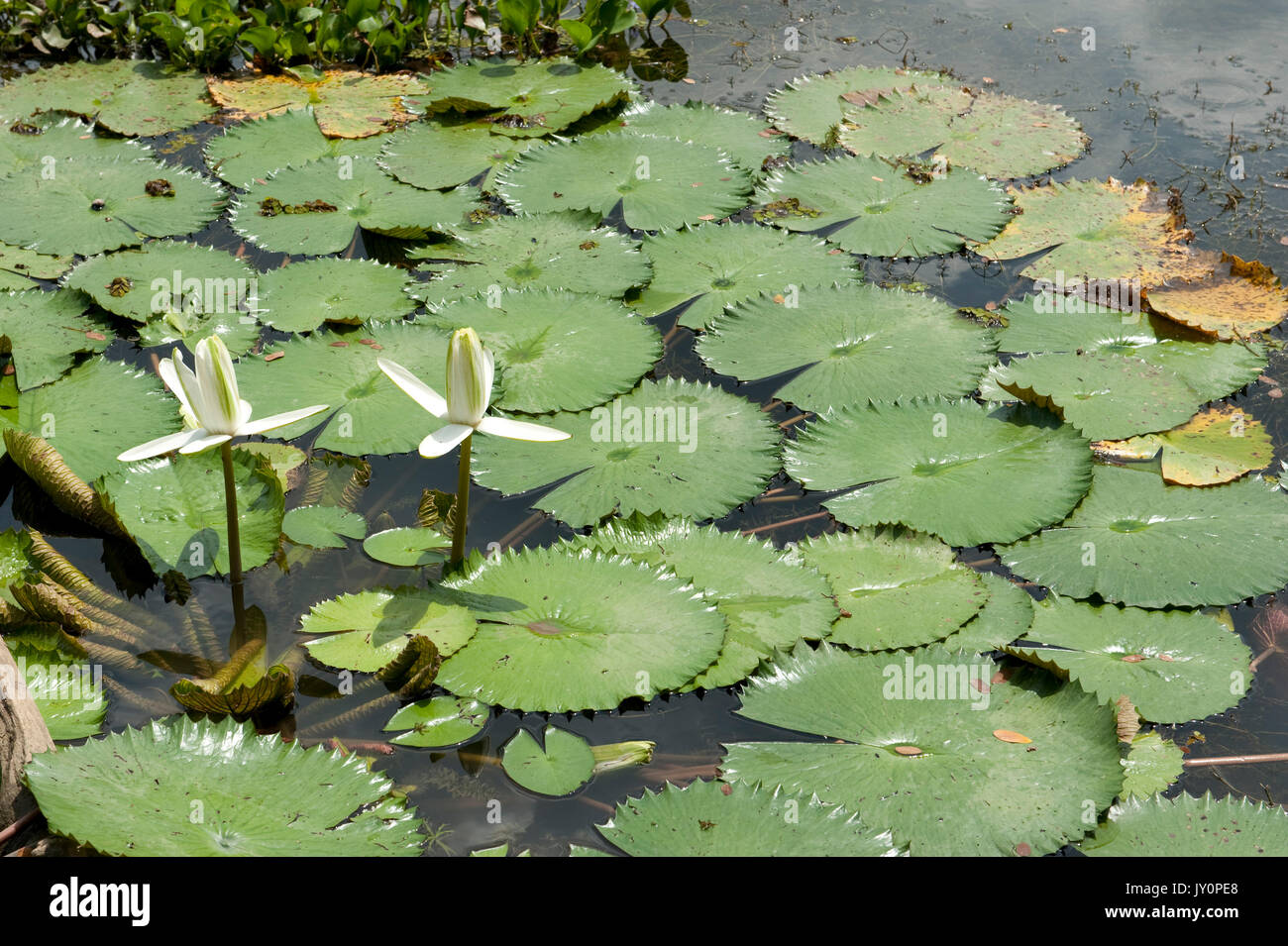 Ninfee sul Lago di Gatun, Panama, America Centrale, Gamboa Riserva, Parque Nacional Soberania Foto Stock
