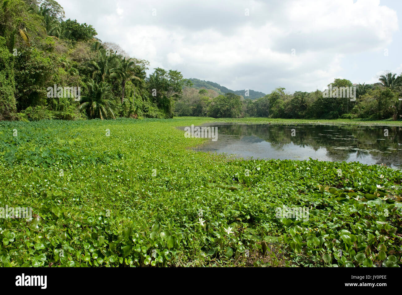 Vista del Lago di Gatun, Panama, America Centrale, Gamboa Riserva, Parque Nacional Soberania Foto Stock