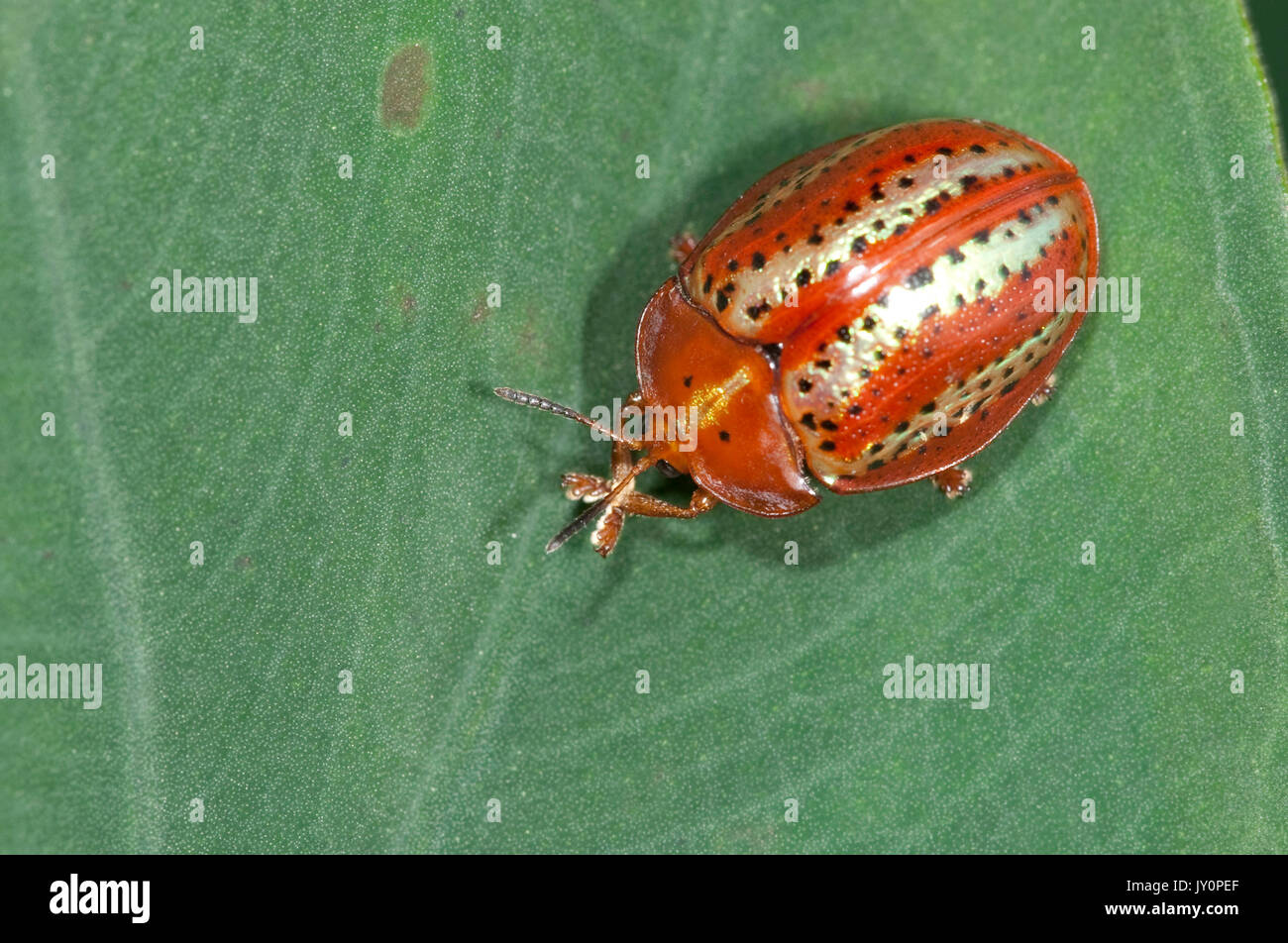 Coleottero di tartaruga, famiglia Chrysomelidae, sottofamiglia Hispinae, sulla foglia, Panama, America Centrale, Gamboa Riserva, Parque Nacional Soberania, arancione e gol Foto Stock
