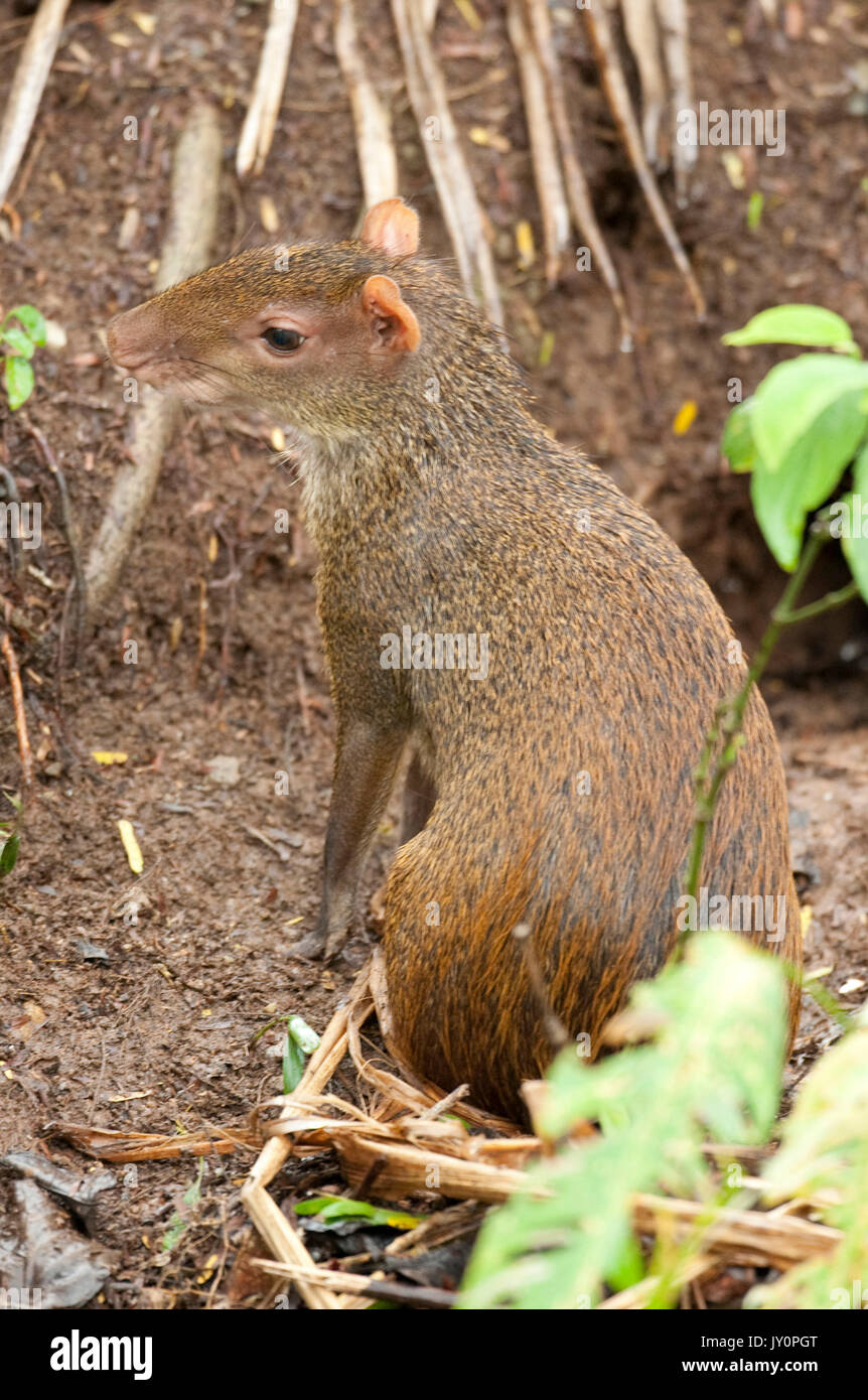 America centrale, Agouti Dasyprocta punctata, Panama, America Centrale, Gamboa Riserva, Parque Nacional Soberania, femmina con giovani da nest foro Foto Stock