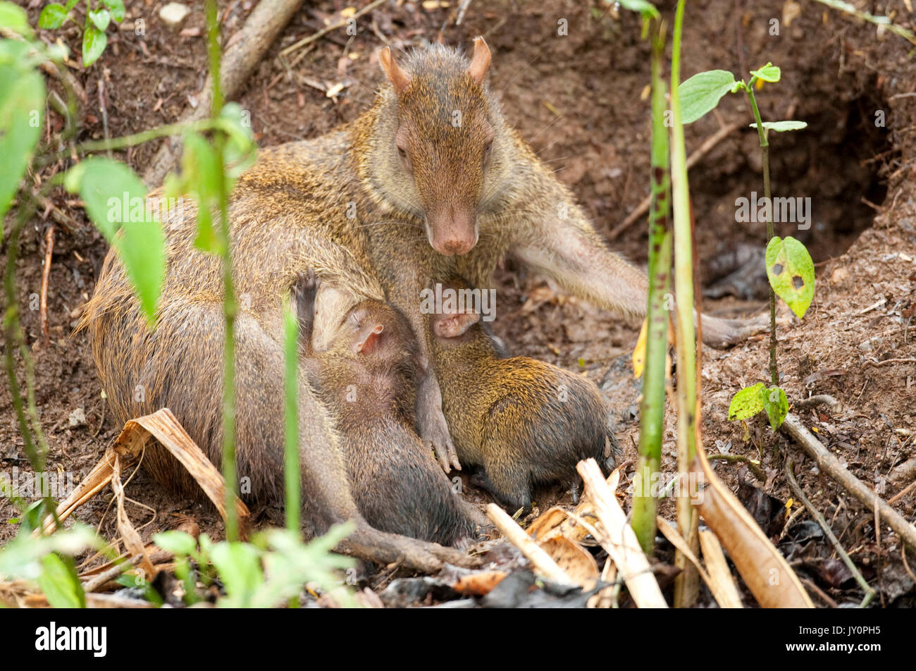 America centrale, Agouti Dasyprocta punctata, Panama, America Centrale, Gamboa Riserva, Parque Nacional Soberania, femmina con giovani da nest foro, coppia Foto Stock