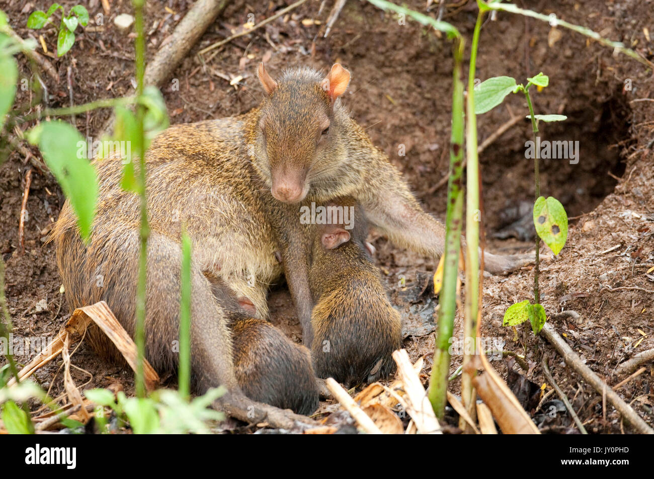 America centrale, Agouti Dasyprocta punctata, Panama, America Centrale, Gamboa Riserva, Parque Nacional Soberania, femmina con giovani da nest foro, coppia Foto Stock
