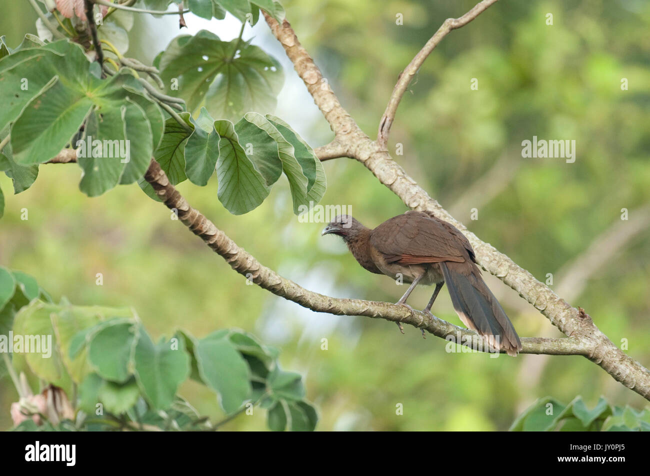 Testa Grigia Chachalaca, Ortalis cinereiceps, Panama, America Centrale, Gamboa Riserva, Parque Nacional Soberania, arroccato nella struttura ad albero Foto Stock