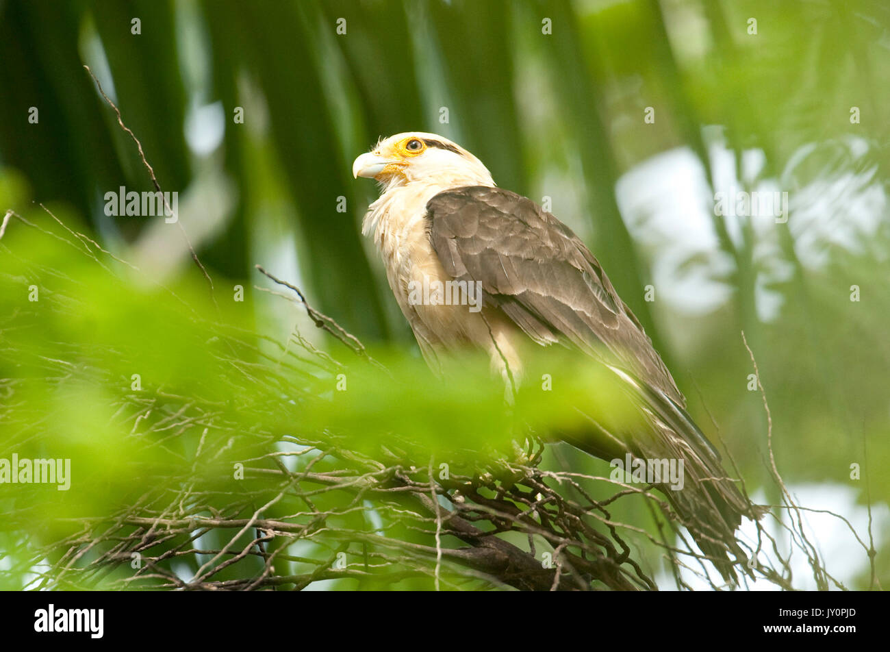 Giallo Testa, Caracara Milvoga chimachima, Panama, America Centrale, Gamboa Riserva, Parque Nacional Soberania, arroccato in Palm tree Foto Stock