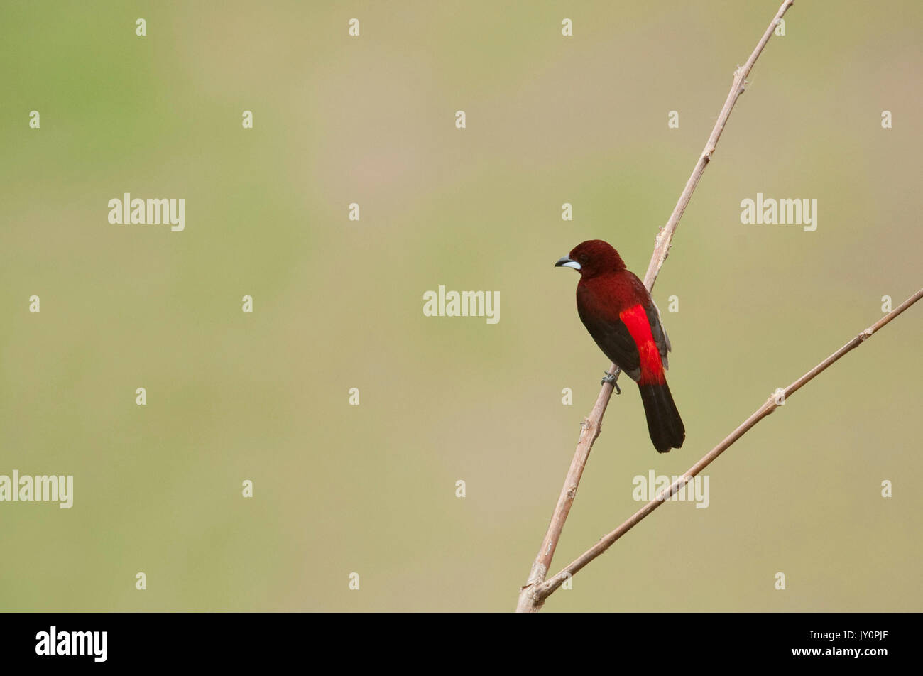 Crimson backed Tanager, Ramphocelus dimidiatus, Panama, America Centrale, Gamboa Riserva, Parque Nacional Soberania, maschio arroccato nella struttura ad albero, Foto Stock