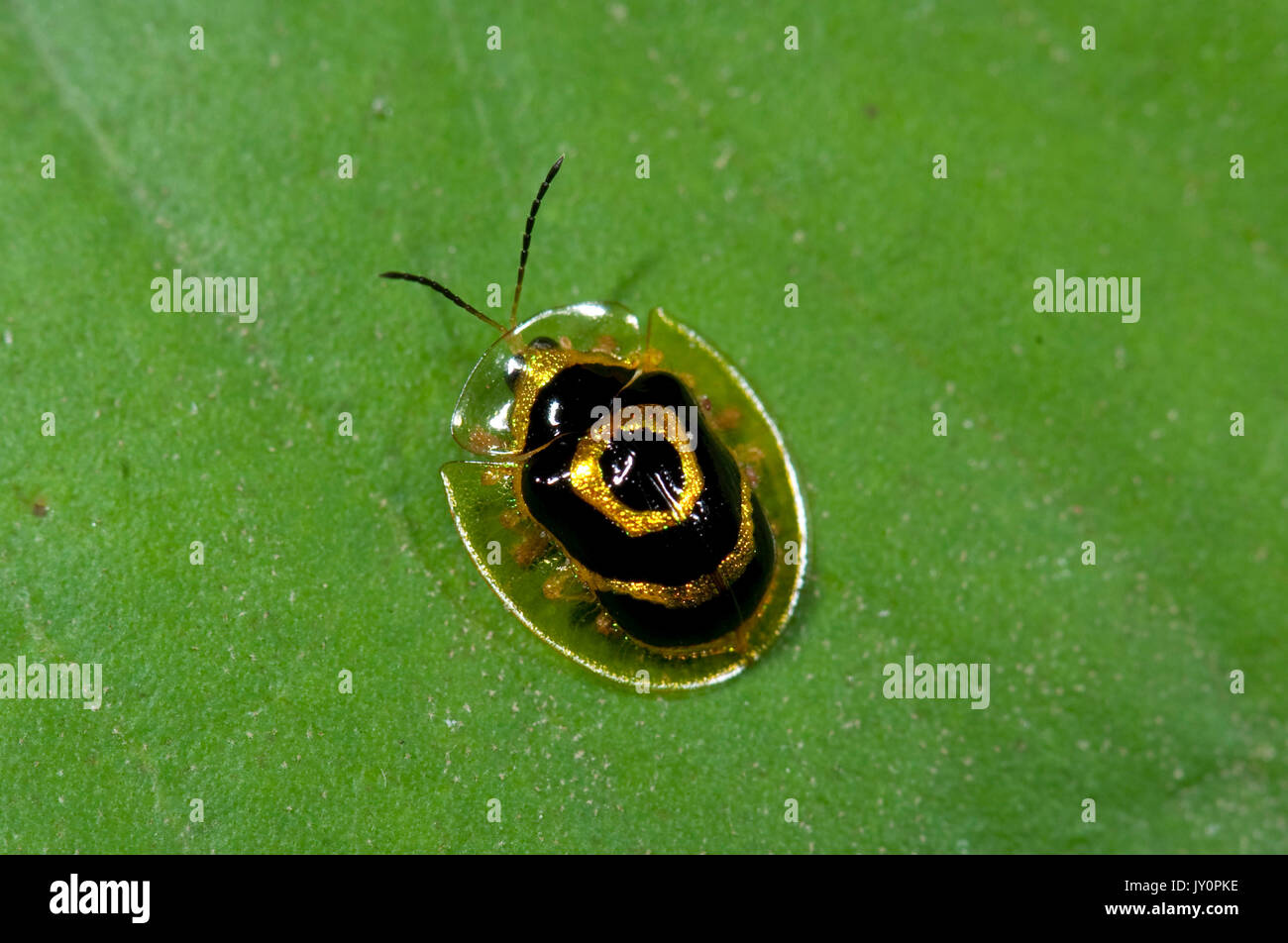 Golden o Target Bettle tartaruga, Ischnocodia annulus, Panama, America Centrale, Gamboa Riserva, Parque Nacional Soberania Foto Stock