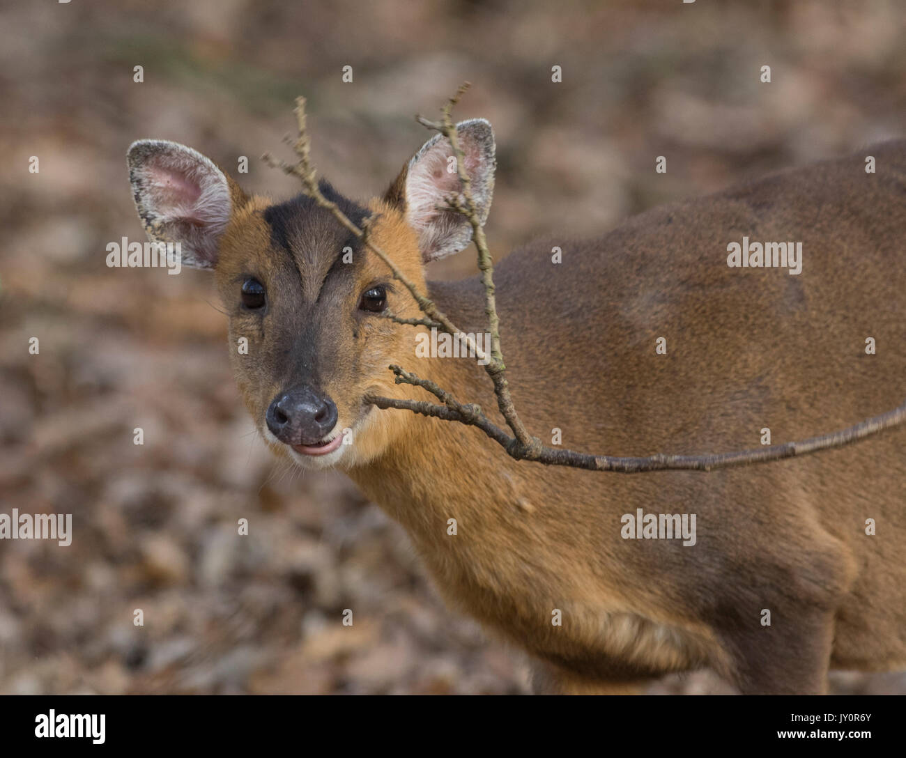 Muntjac deer mangiando un ramoscello morto Foto Stock