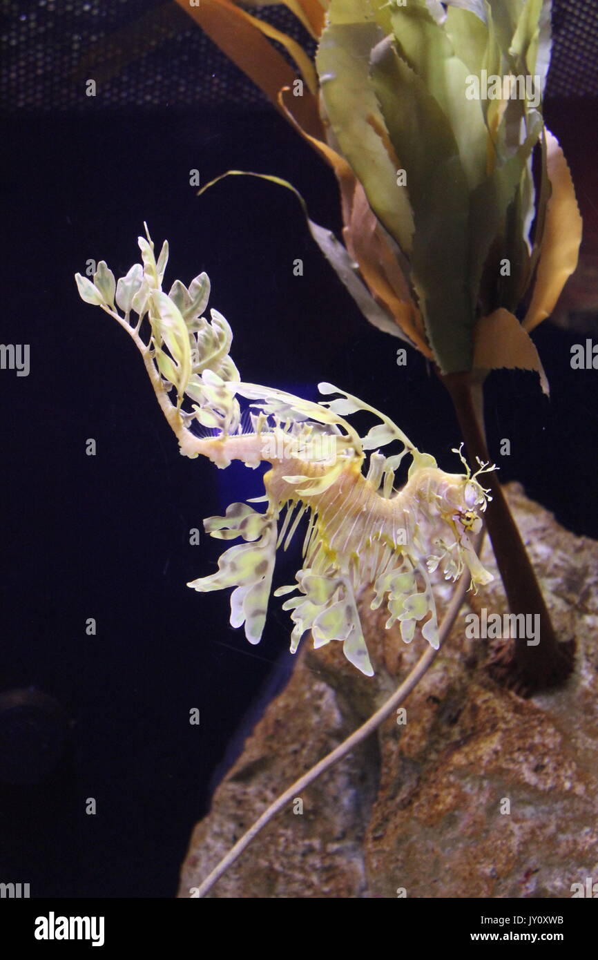Seadragon all'acquario Foto Stock