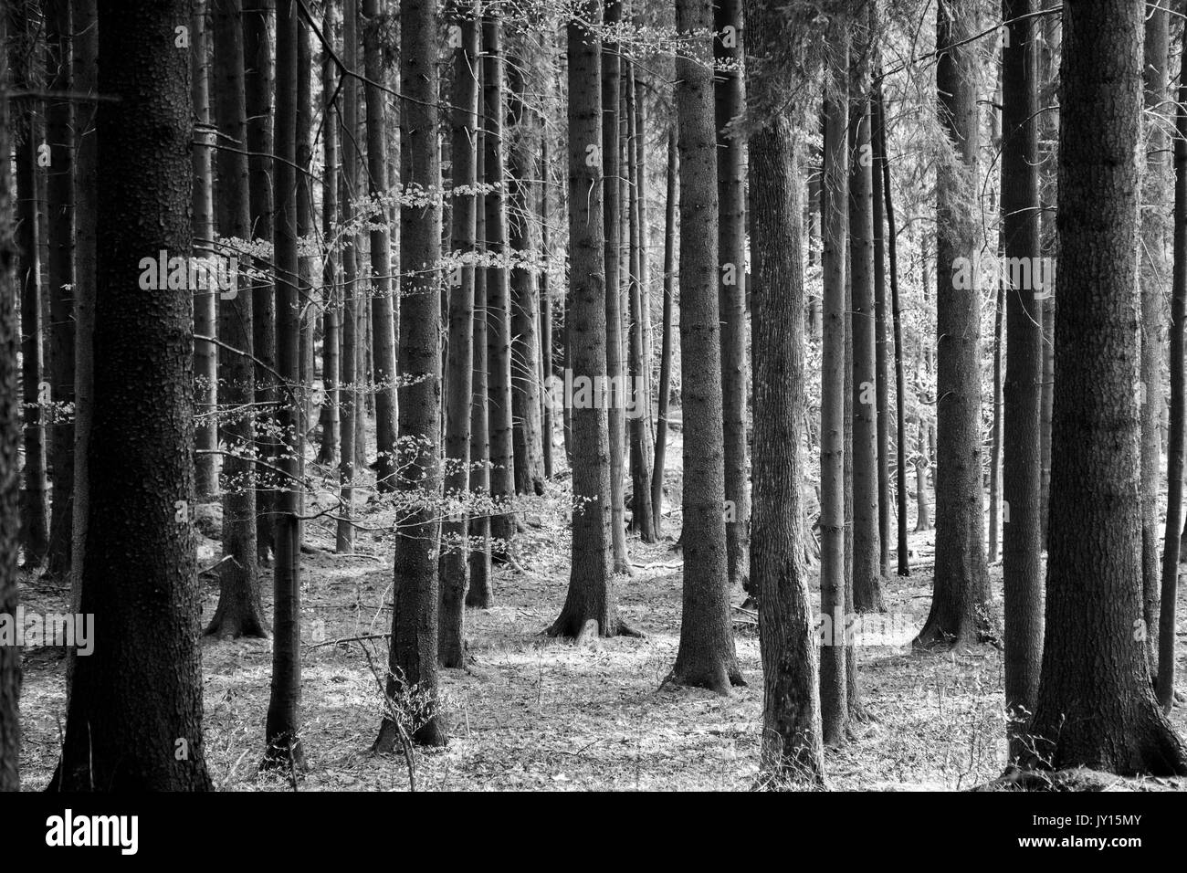 Scary foresta di pini Foto Stock