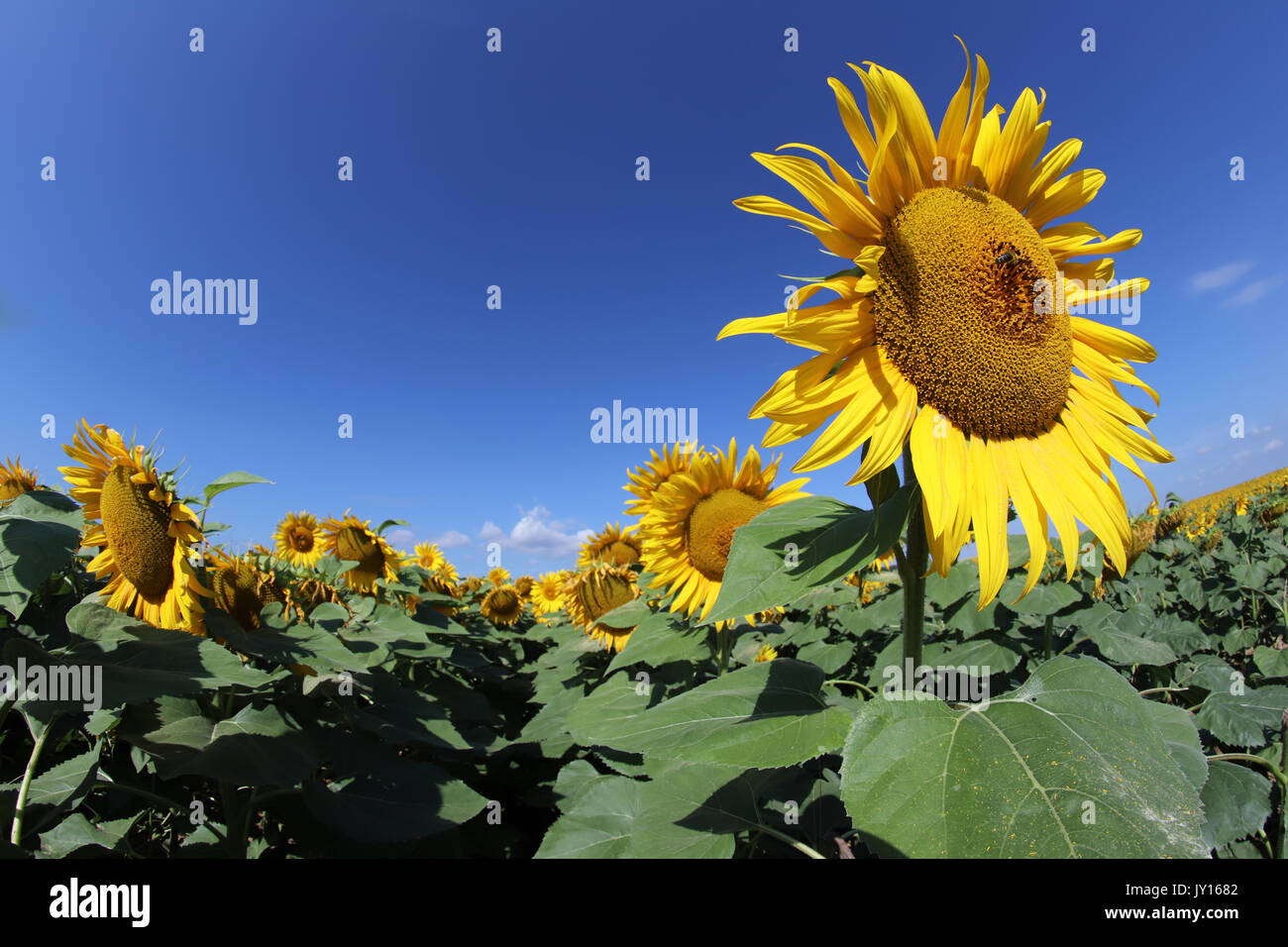 Campo di girasoli con cielo blu al giorno d'estate e di sole Foto Stock