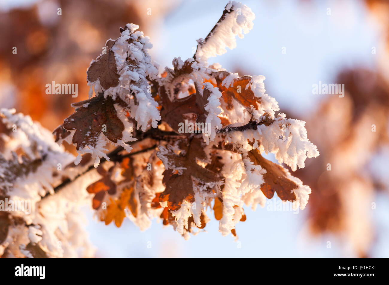 Trasformata per forte gradiente brina sul ramo di albero su un soleggiato e freddo inverno giorno, Regno Unito Foto Stock