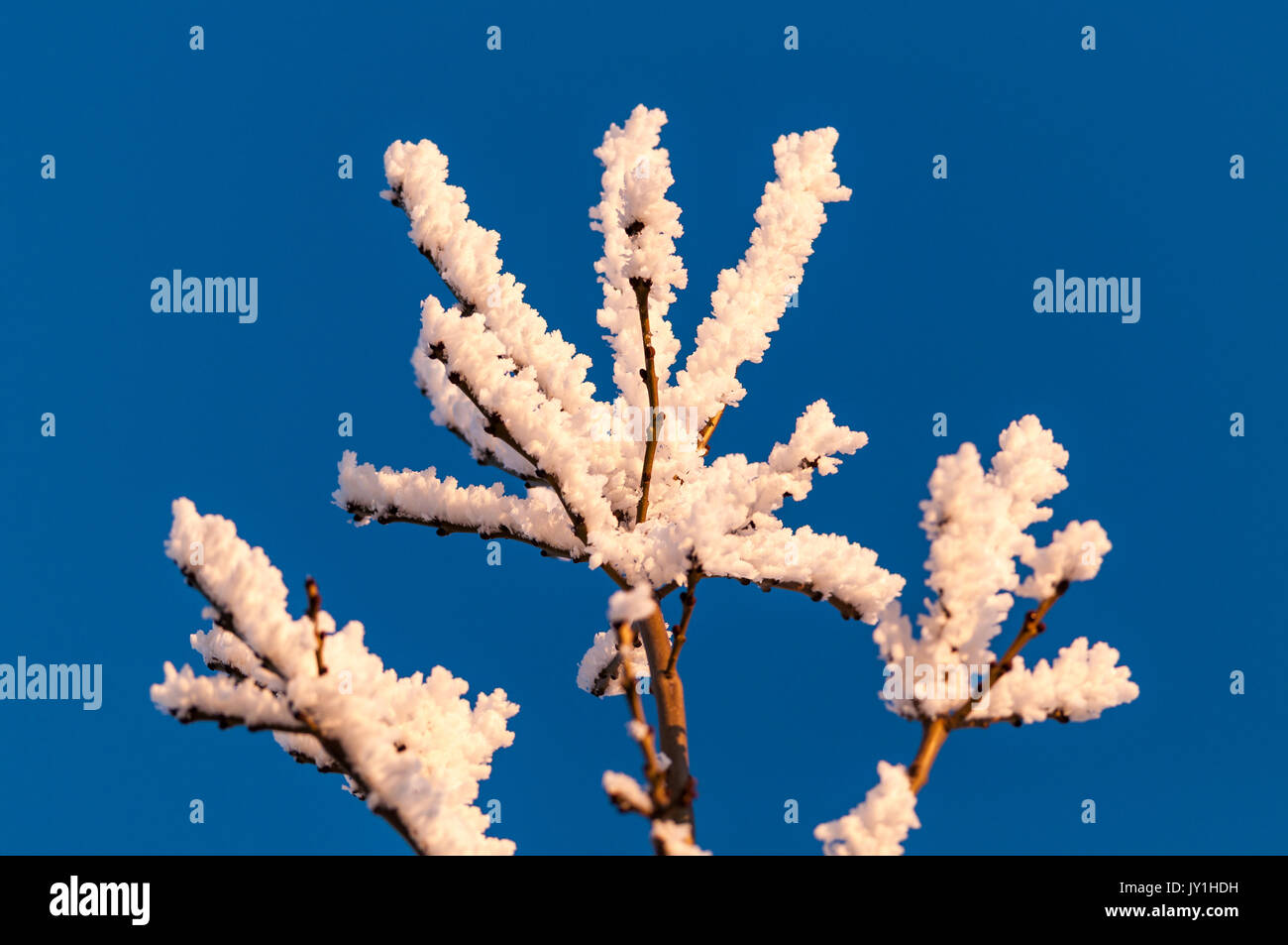 Trasformata per forte gradiente brina sul ramo di albero su un soleggiato e freddo inverno giorno, Regno Unito Foto Stock