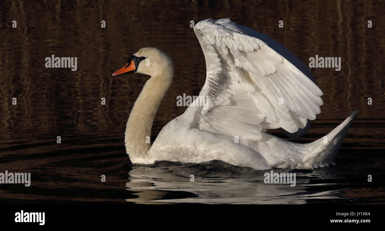 Mute cigno, nuoto con le ali sollevate Foto Stock