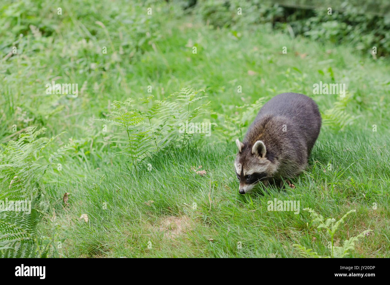 Raton-laveur de face dans l'herbe. Procione lotor. Foto Stock