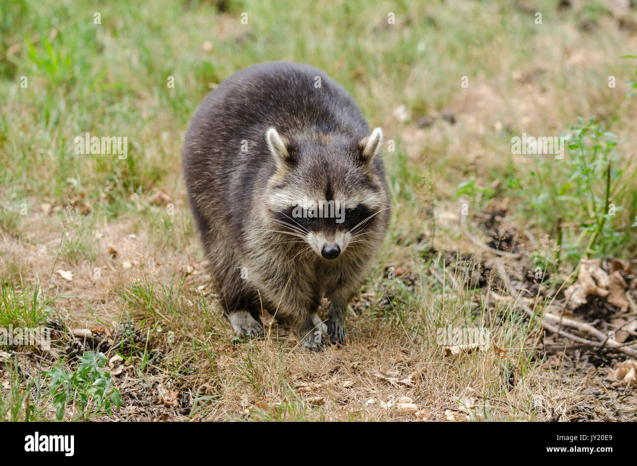 Raton-laveur de face dans l'herbe. Procione lotor. Foto Stock