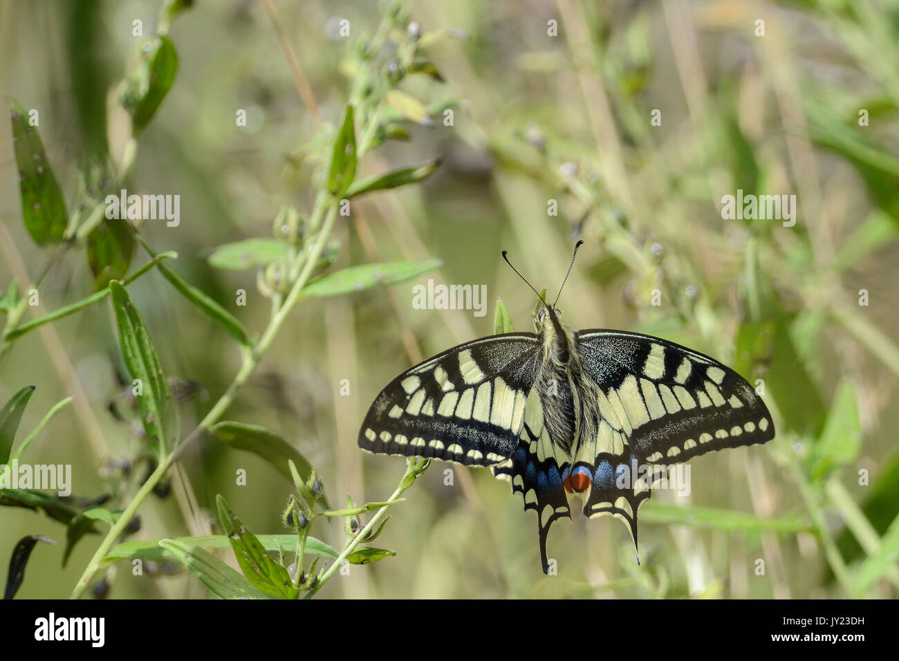Papilio machaon Foto Stock