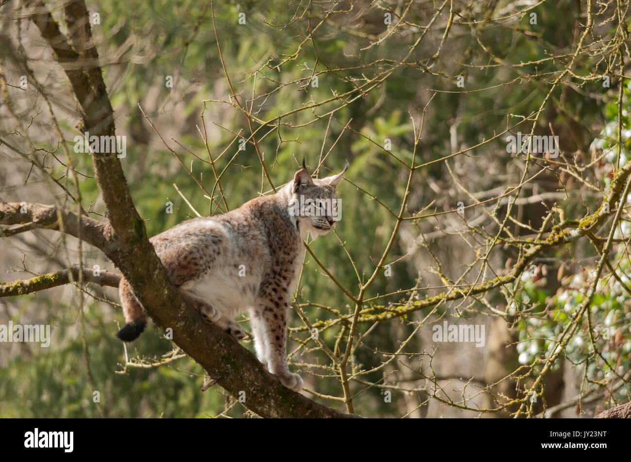 Lynx assis dans un arbre. Lynx lynx. Foto Stock