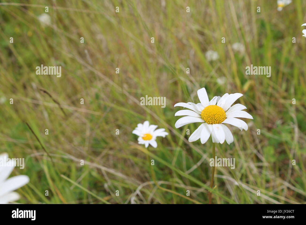 Wild Daisy in un campo Foto Stock