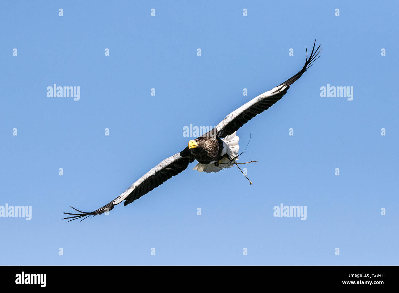 Un bianco-tailed sea eagle in pieno volo Foto Stock