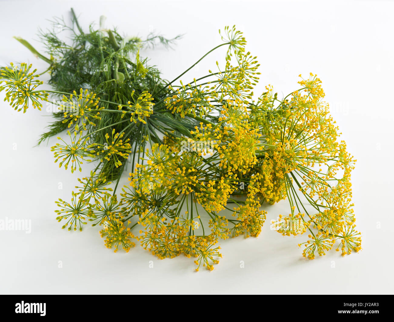 Infiorescenze di aneto sui rami sono raccolti in un bouquet giacciono sul tavolo Foto Stock