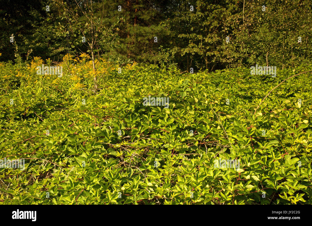 Cespugli di more selvatiche che crescono in estate foresta. La Polonia in agosto.Vista orizzontale Foto Stock
