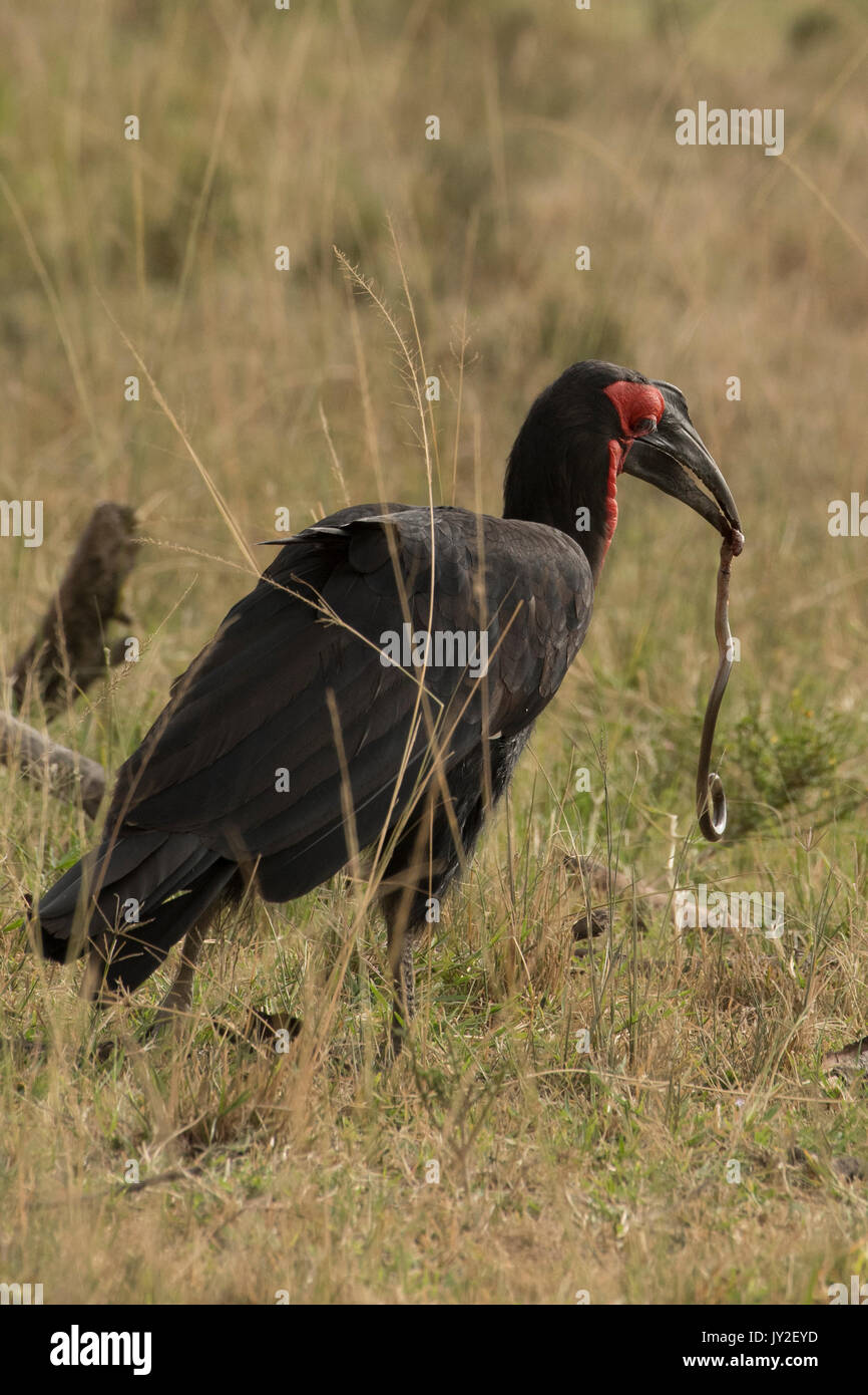 Massa meridionale hornbill con un serpente catturato nel Masai Mara, Kenya Foto Stock