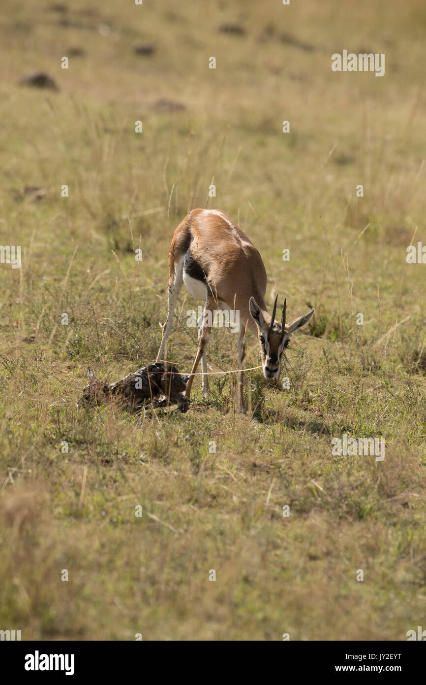 Thomsons neonato mangia la carne di gazzella e di madre di mangiare la placenta e le membrane che è un predatore anti manovra, nel Masai Mara Game Reserve in Kenya Foto Stock