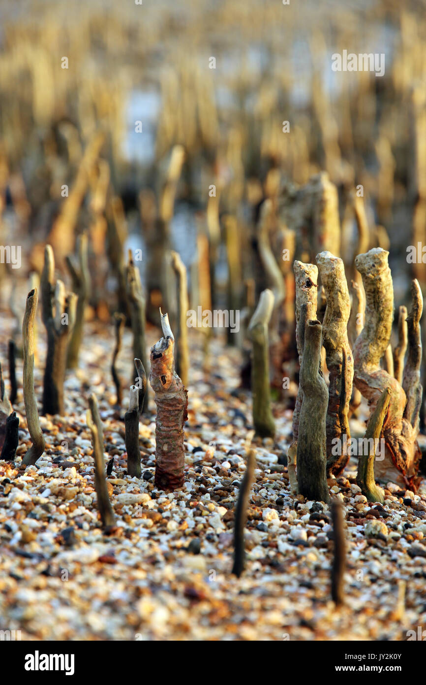 Mangrove pneumataphore radici Foto Stock