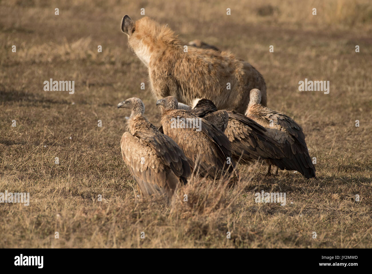 Spotted hyaena (Connochaetes taurinus) e dorso bianco gli avvoltoi su un recentemente ucciso gnu carcassa in Masai Mara Game Reserve in Kenya Foto Stock