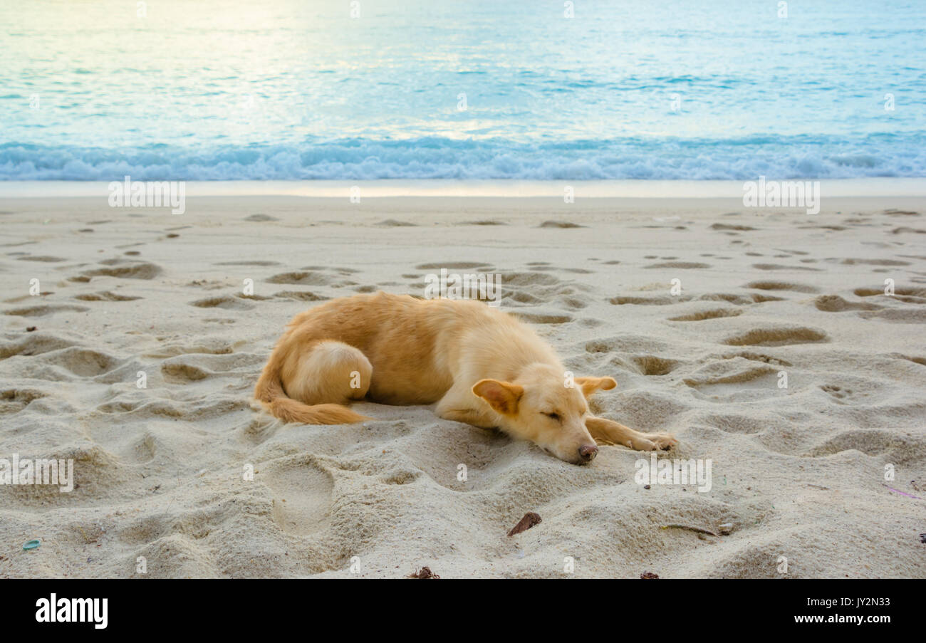 Un cane è sulla spiaggia con bellissima vista Foto Stock