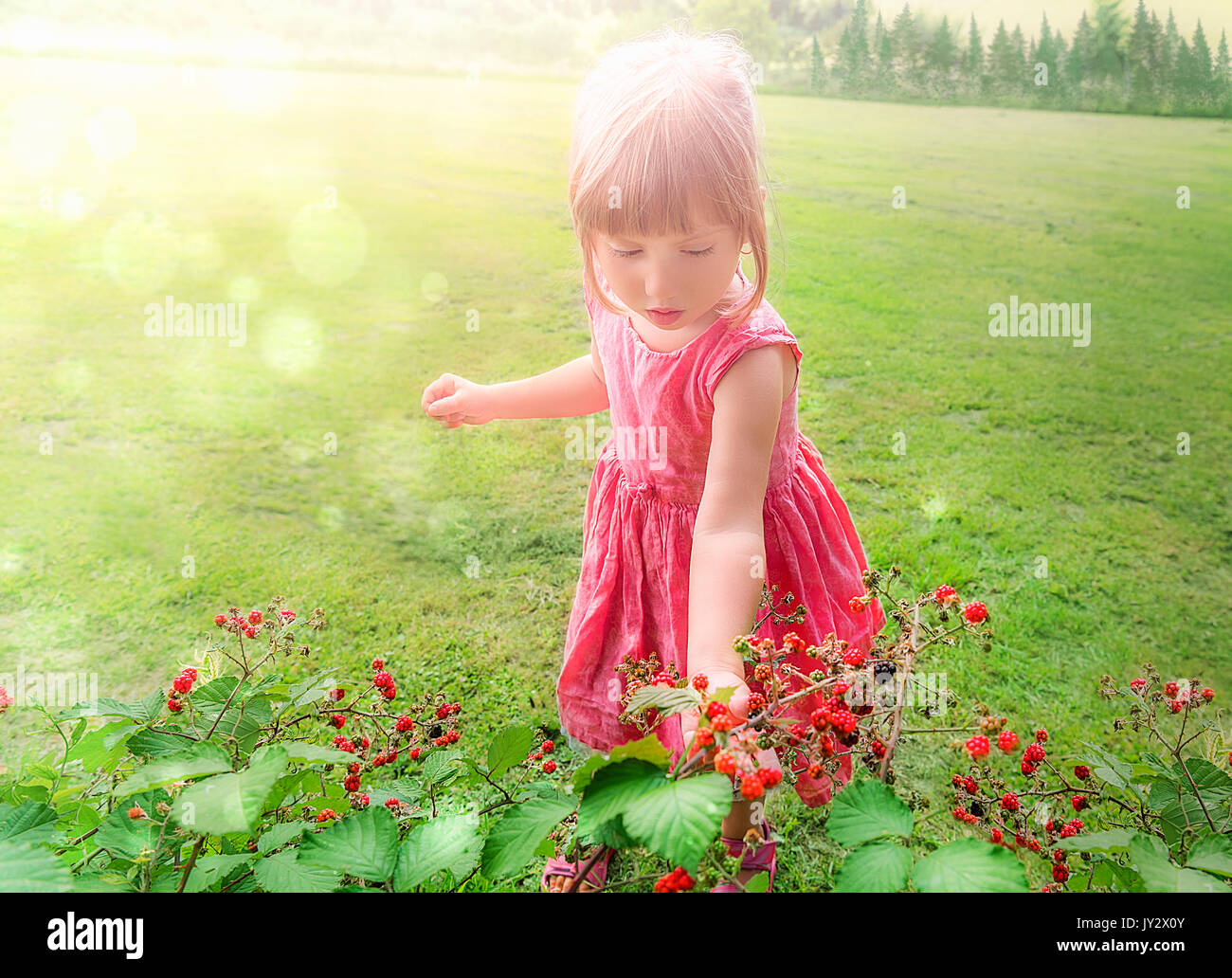 Piccola ragazza in un abito rosa raccolta deliziosa lampone da una bussola, mentre il sole splende su di lei. Foto Stock