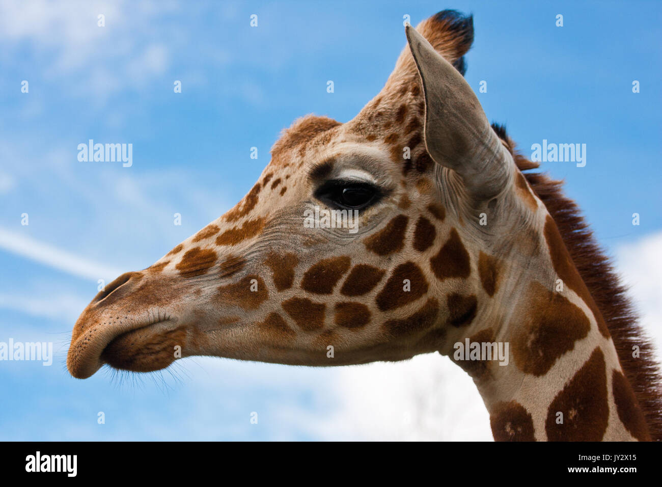 Close-up di giraffe faccia contro il cielo blu e nuvole Foto Stock