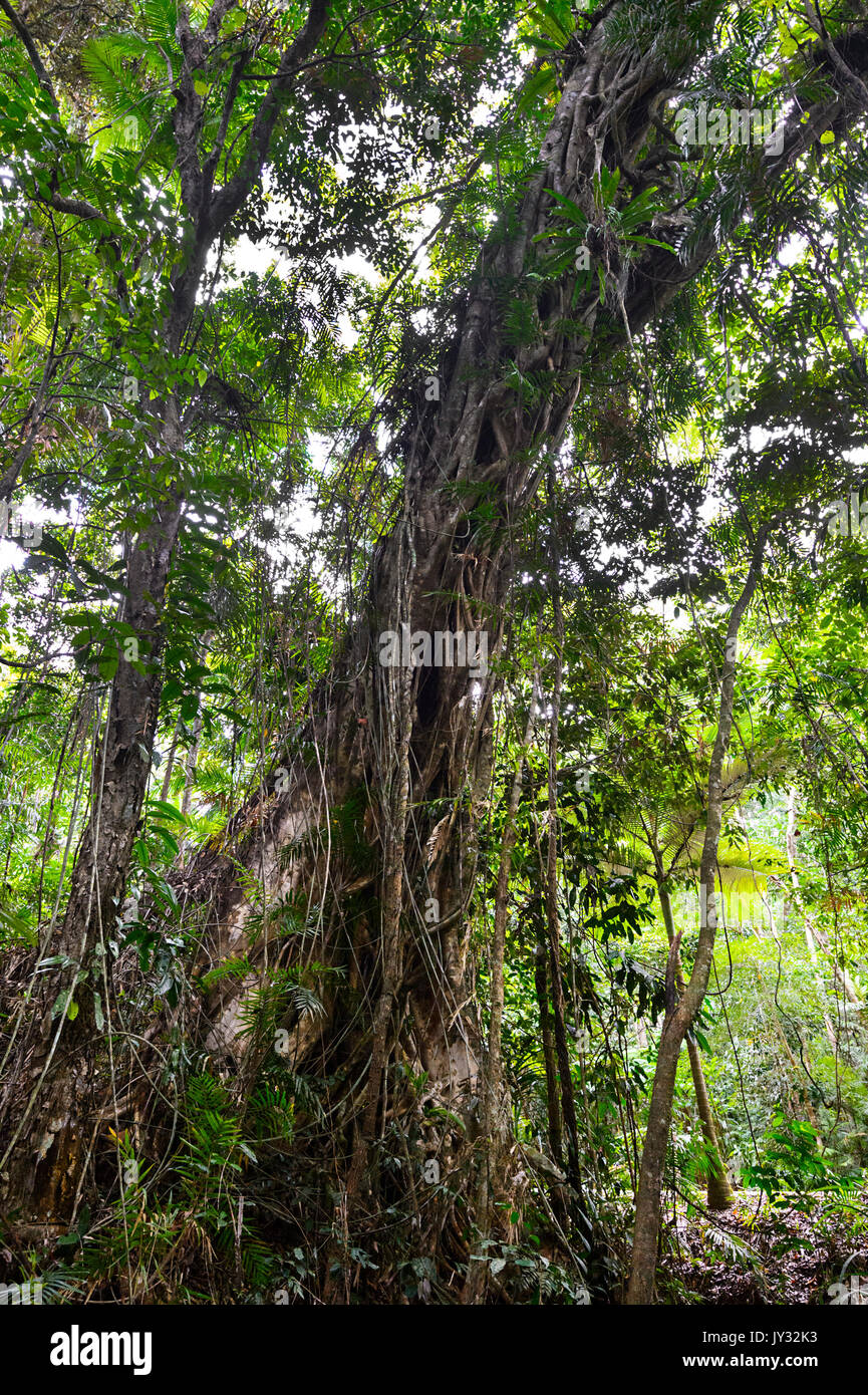 Giant Strangler Fig albero che cresce nella foresta pluviale tropicale, Parco Nazionale Daintree, Cape Tribulation, estremo Nord Queensland, FNQ, QLD, Australia Foto Stock
