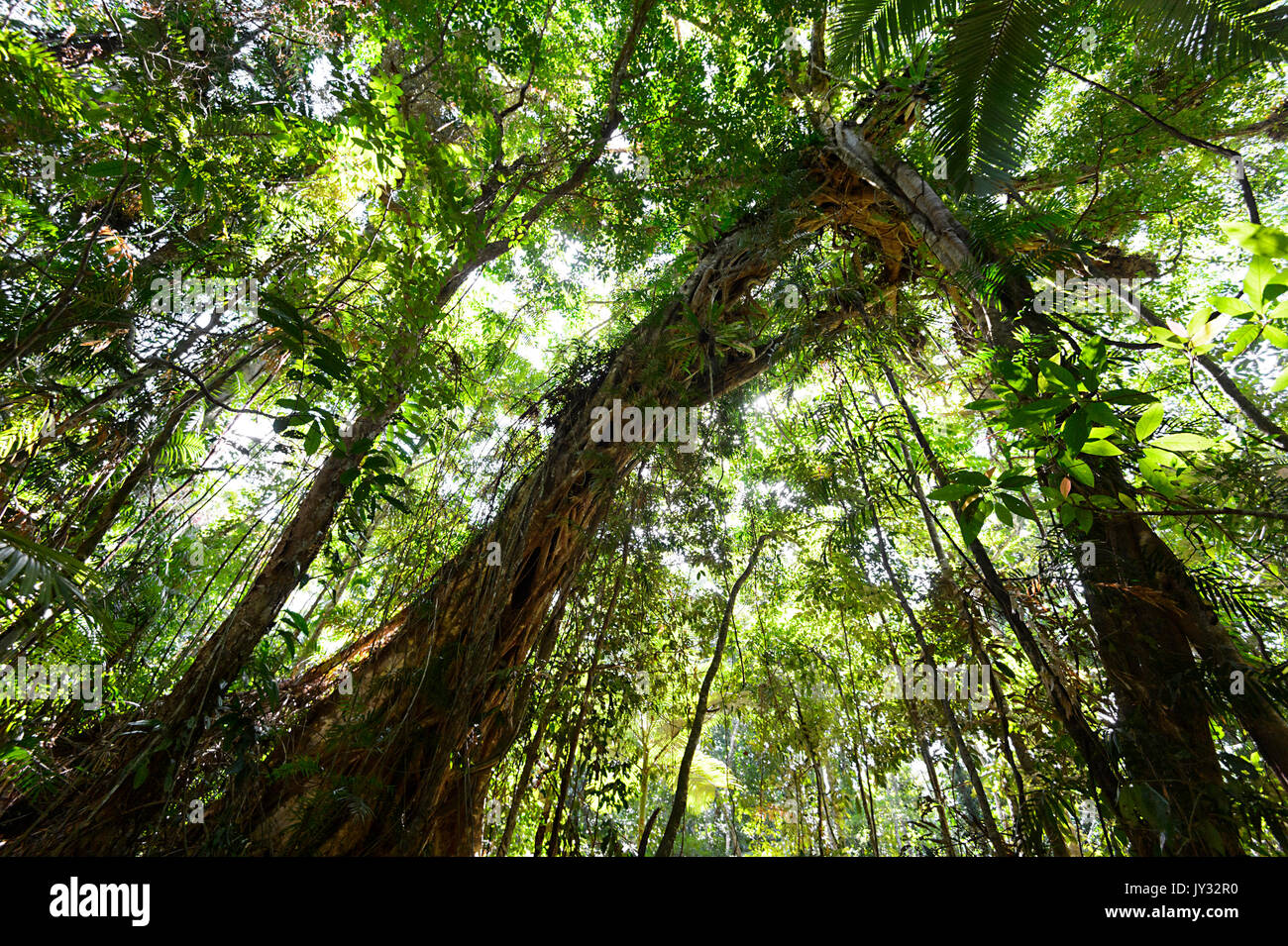Giant Strangler Fig albero che cresce nella foresta pluviale tropicale, Parco Nazionale Daintree, Cape Tribulation, estremo Nord Queensland, FNQ, QLD, Australia Foto Stock