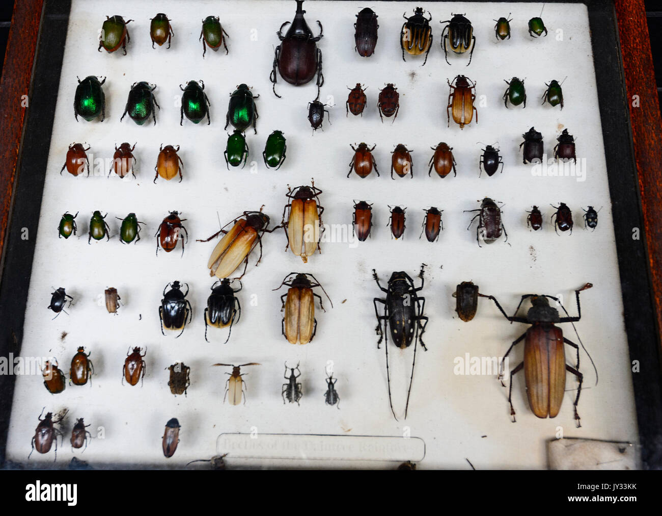 Una collezione di appuntato insetti australiani, bug, coleotteri, Daintree Discovery Centre, estremo Nord Queensland, FNQ, QLD, Australia Foto Stock