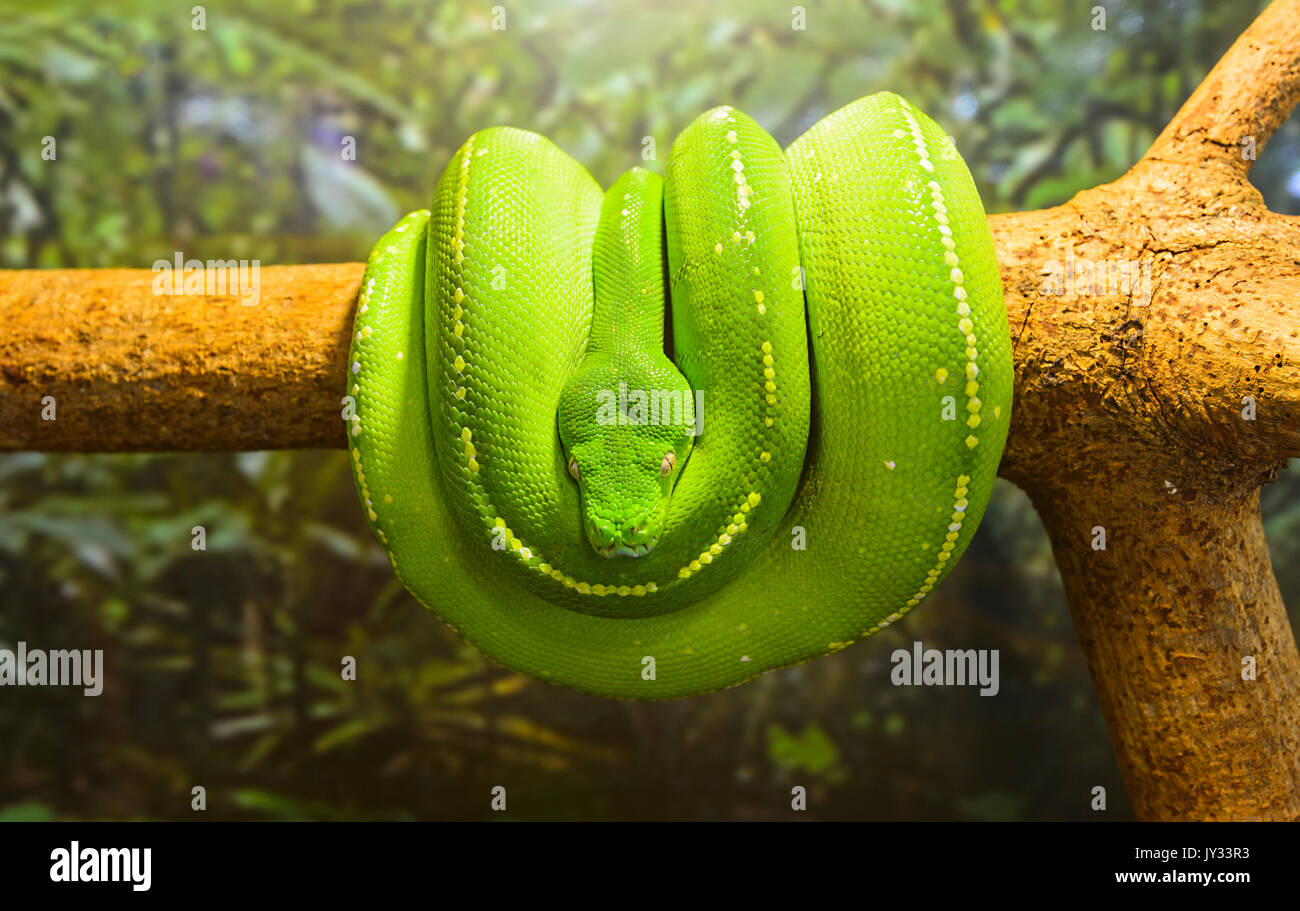 Green Tree Python (Morelia viridis), Parco Nazionale Daintree; Oz; QLD; Queensland, Australia Foto Stock