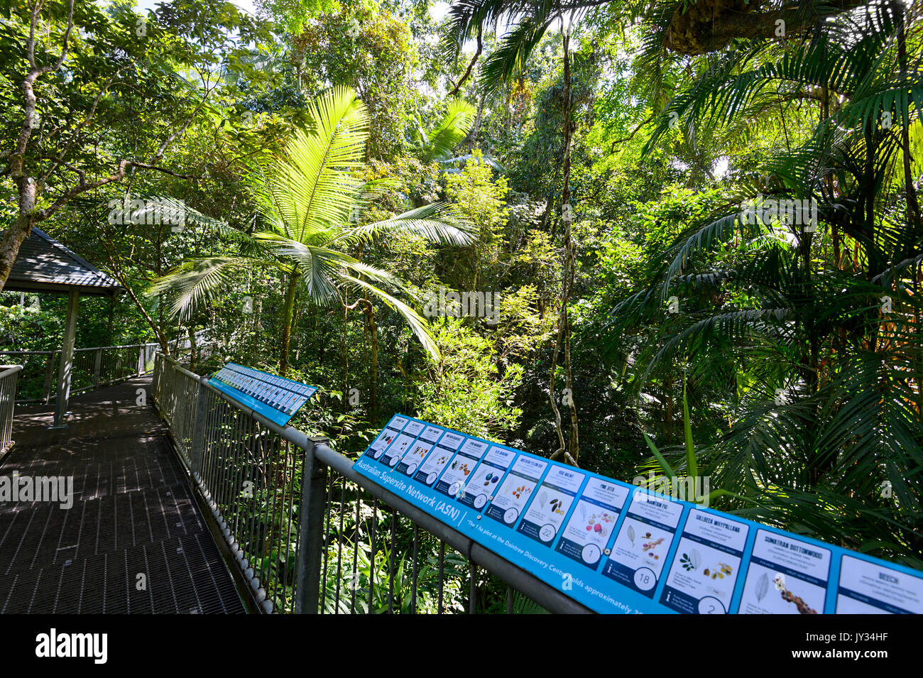 Passerella elevata attraverso la foresta pluviale tropicale con segni di frutti di bosco presso il Daintree Discovery Center, Parco Nazionale Daintree, Oz, QLD, Queensl Foto Stock