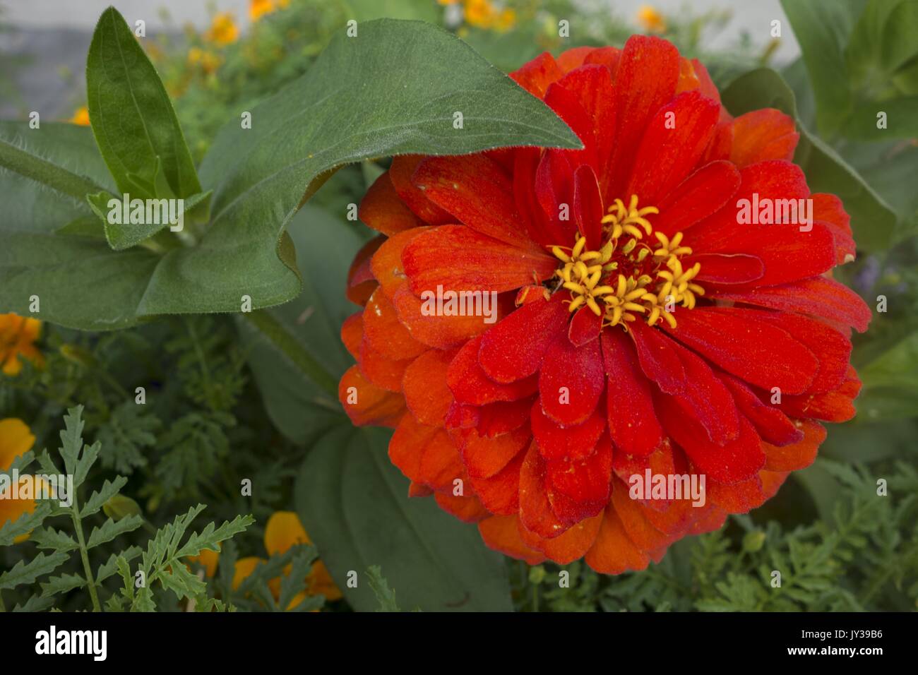 Zinnia fiore, un genere di piante della tribù di girasole entro la famiglia a margherita Foto Stock