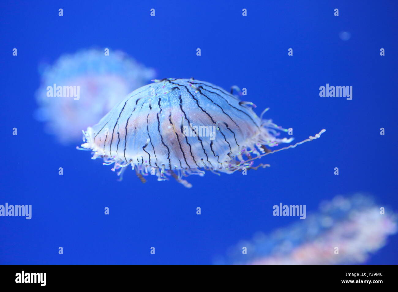 Flower hat jelly (Olindias formosa) in Giappone Foto Stock