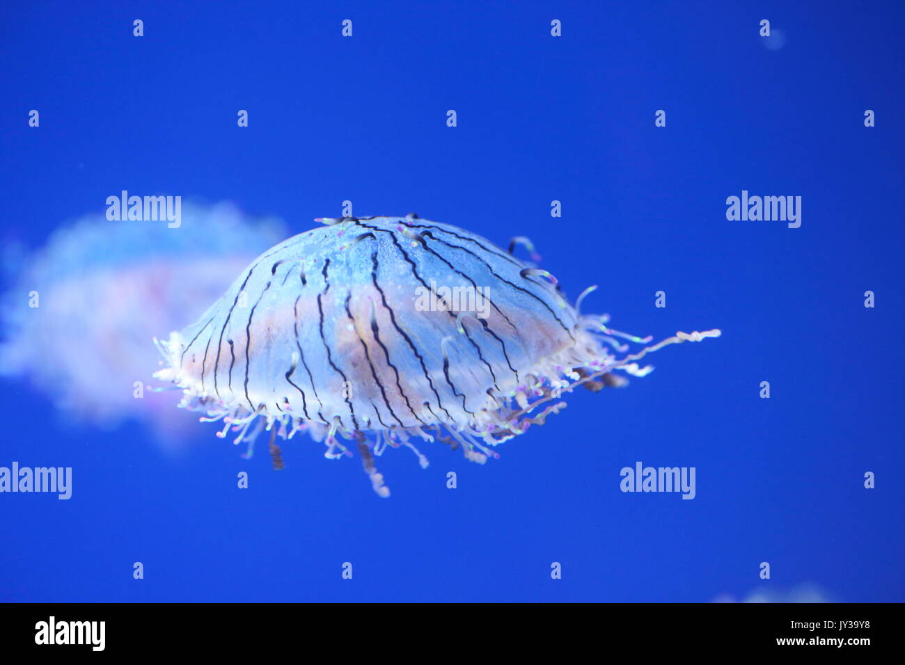 Flower hat jelly (Olindias formosa) in Giappone Foto Stock