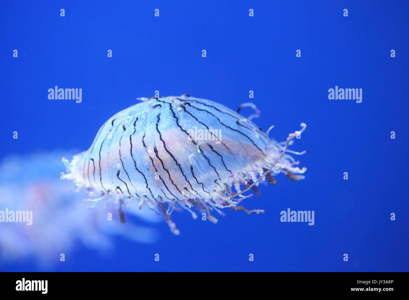 Flower hat jelly (Olindias formosa) in Giappone Foto Stock