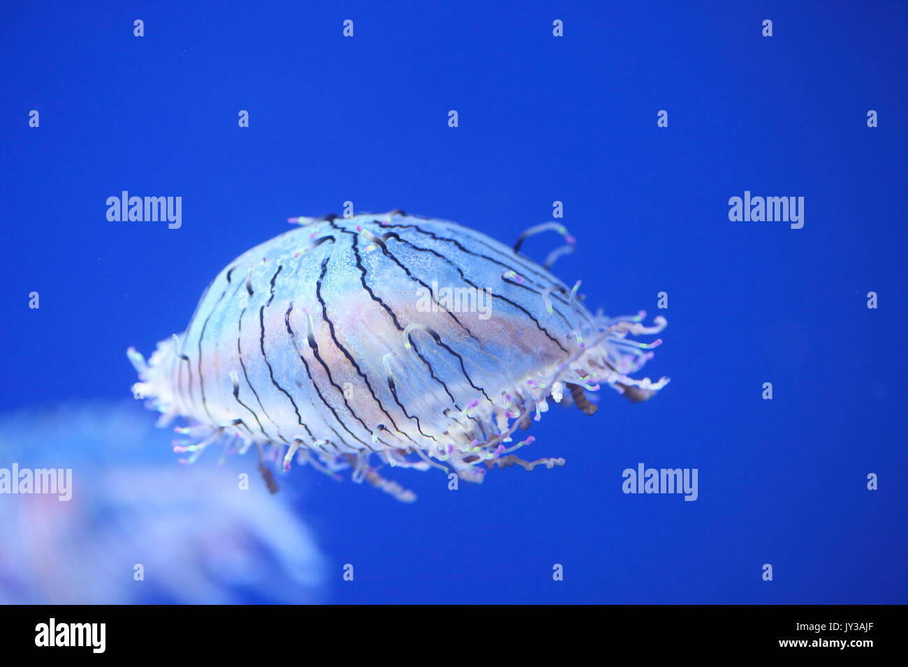 Flower hat jelly (Olindias formosa) in Giappone Foto Stock