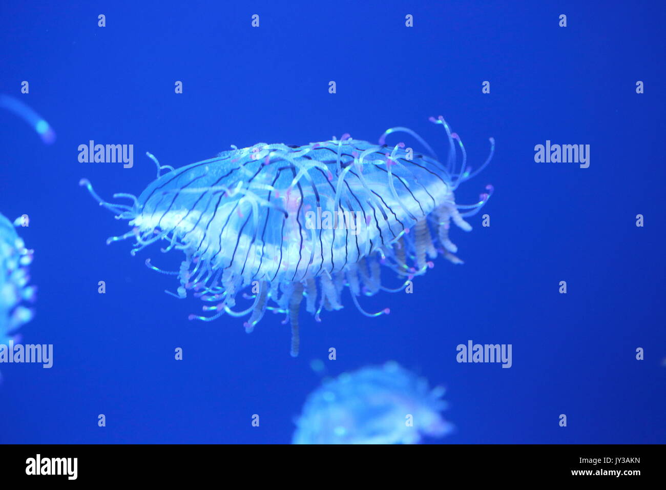 Flower hat jelly (Olindias formosa) in Giappone Foto Stock