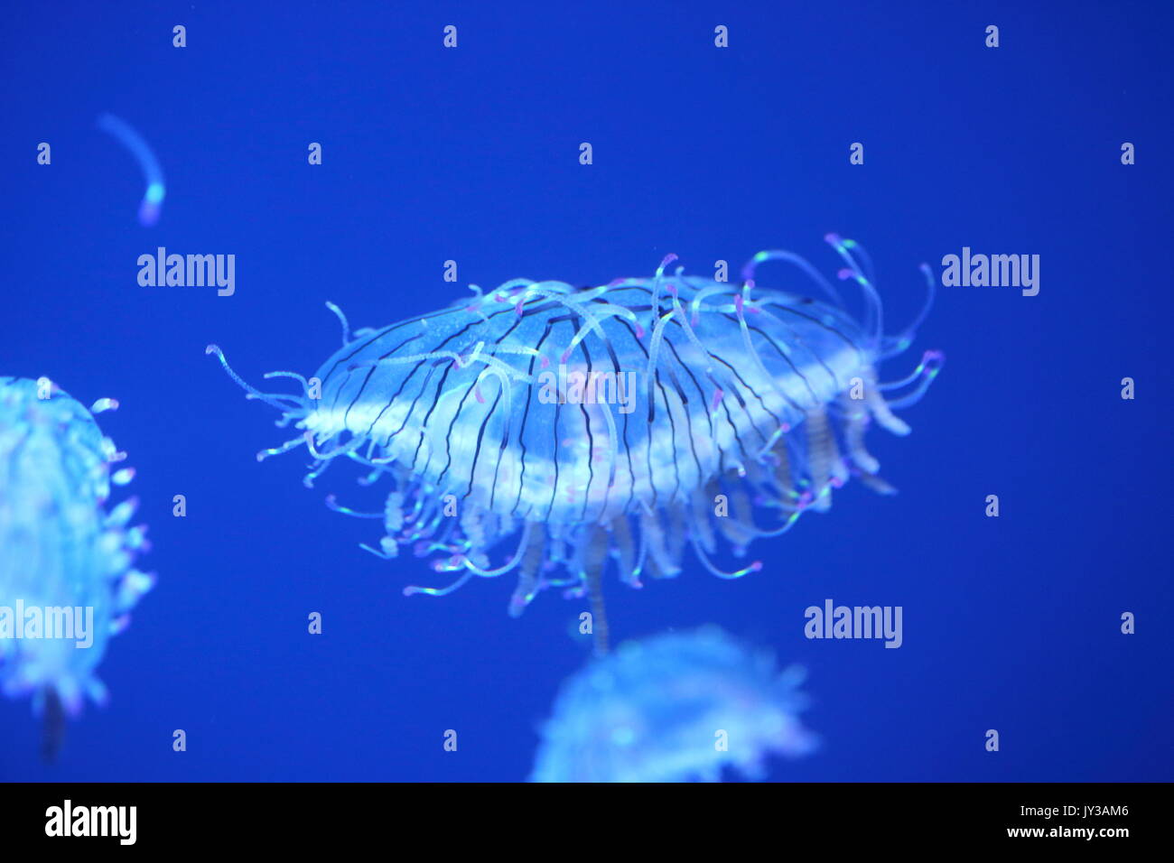 Flower hat jelly (Olindias formosa) in Giappone Foto Stock