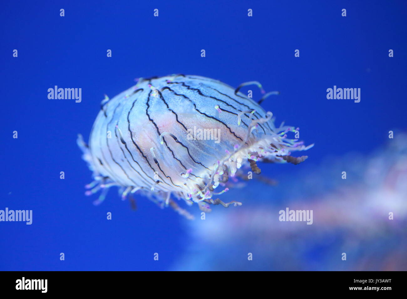 Flower hat jelly (Olindias formosa) in Giappone Foto Stock