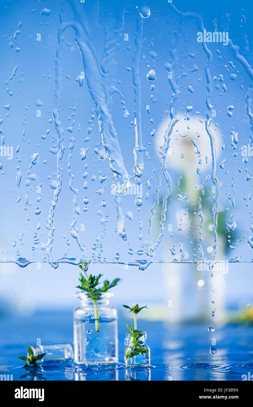 Vetro del finestrino con gocce di pioggia e fiori Foto Stock