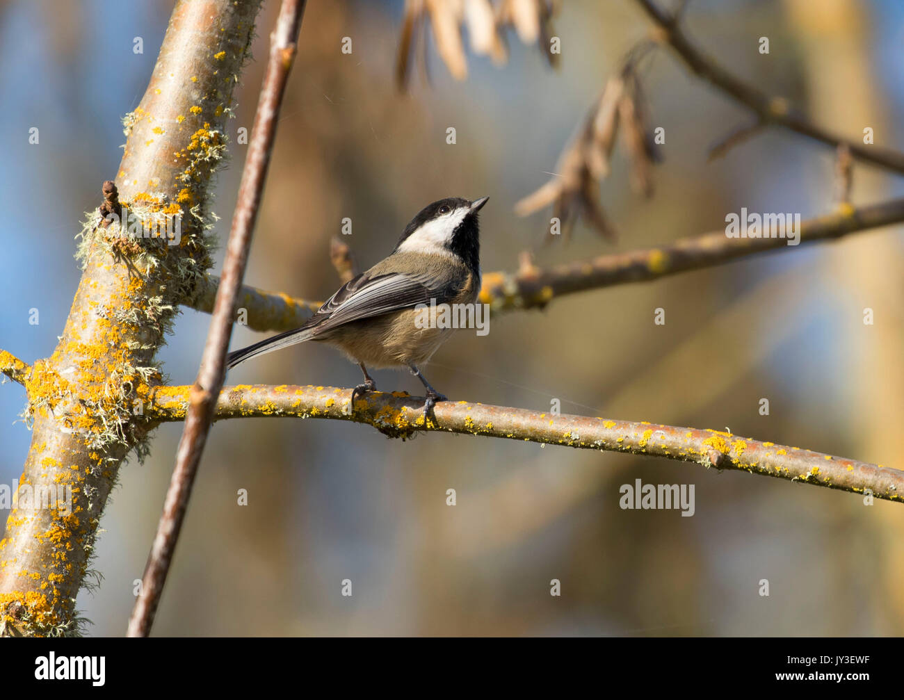 Luisa, William Finley National Wildlife Refuge, Oregon Foto Stock